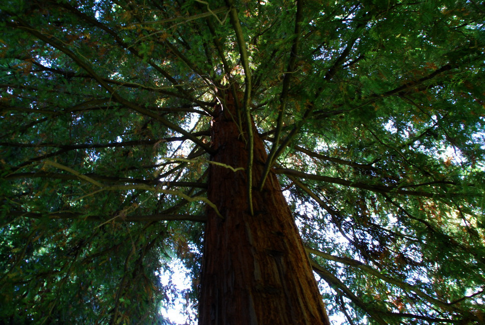 Orto Botanico_147.JPG - SEQUOIA